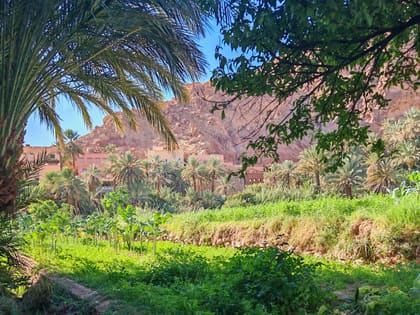 Terraced green gardens with palms in front of red rock near Tinghir